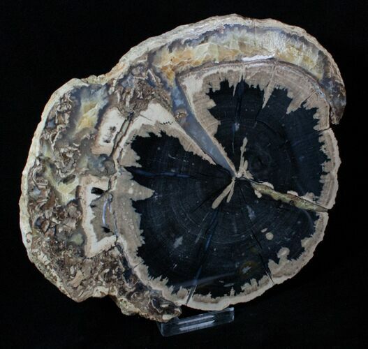 Large Blue Forest Petrified Wood Slab ( inches) #3242